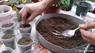 ÇEKİRDEKTEN FİDANA SALATALIK NASIL YETİŞTİRİLİR HOW TO BREAD THE NUTRITION FISHING SALAD [upl. by Gnauq763]