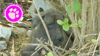 Hond als afval gedumpt en gered  Dierenhulp op Curaçao [upl. by Nosyarg598]