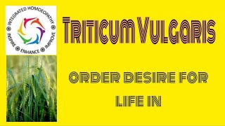 Triticum Vulgaris  new age grass remedy by INTEGRATED HOMOEOPATHY [upl. by Harald]