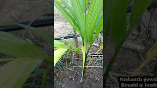 Drip irrigation system Areca plant Pragathi mist jet drip kannada shimoga dripirrigation [upl. by Carry]