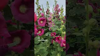 Hollyhocks [upl. by Barnett]