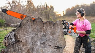 The Worlds Most Powerful Chainsaw Stihl MS 881 VS 50in MAPLE [upl. by Oly]