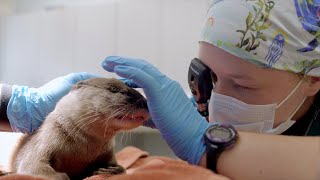 Otter Gets Birth Control Implant Surgery [upl. by Dame]