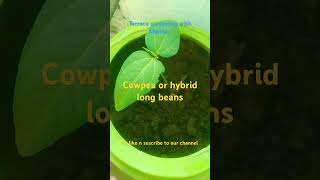 Cowpeahybrid long beans waycool practices letsgrowbetter freshgreen growth [upl. by Leffert]