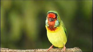 Calling of White Cheeked Barbet [upl. by Beutner]