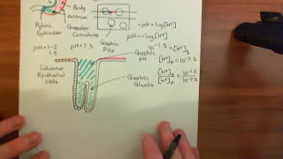 Gastric Acid Secretion Part 1 [upl. by Nnylannej697]