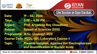 Plasmid Isolation Agarose Gel Electrophoresis and Quantification of Nucleic Acids [upl. by Enaek]