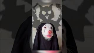 Ce gentil chien veut avoir lair effrayant à Halloween  😱 shorts [upl. by Ainevuol116]