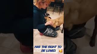 He needs just a little love 👨‍🦽💔🐕‍🦺 Disabled Malinois [upl. by Mainis]