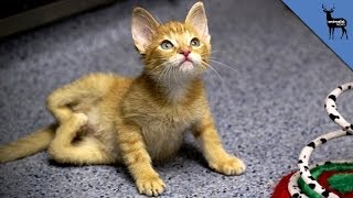 Cat Born With Deformed Legs Learns To Walk [upl. by Araek]