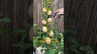 don’t cut off these four branches and leaves of bougainvillea bougainvillea plantgrafting [upl. by Vogele19]