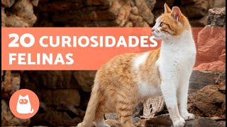 20 DATOS CURIOSOS sobre los GATOS que no sabías 🐱💡 [upl. by Elana829]