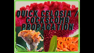 quotQuick and Easy Celosia propagation and planting Ornamental Celosia Cristata planting guidequot 2021 [upl. by Halette880]