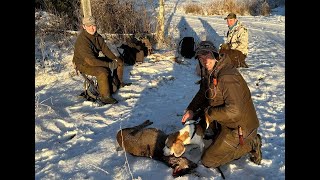 Rådyrjakt i Leksvik  Beagleaction [upl. by Eohce913]