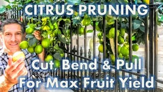 Citrus Pruning  Cut Pull amp Bend Branches For MAX Fruit Yields [upl. by Ennaeerb]