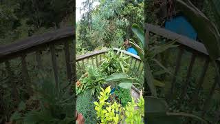 3 Cold Tolerant Palm trees for your garden palmtrees gardening [upl. by Roselani]