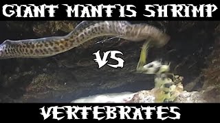 Giant Spearing Mantis Shrimp Vs Many [upl. by Aneroc]