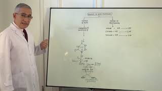 SINTESIS DE BASES PIRIMIDICAS [upl. by Denver]