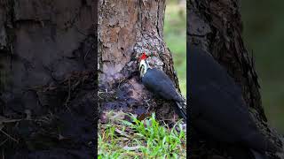 The hardworking woodpeckerwoodpecker shortsvideo birds [upl. by Brecher450]