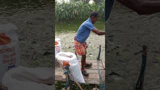 A large amount of fish food is being fed biggfish bigfish shorts [upl. by Lraed]