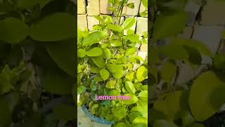 LemonCraft lemon viralvideo trending [upl. by Naellij]