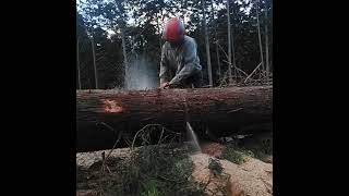 玉切り Bucking fellingatree wood slicing 1010 [upl. by Eiramrebma]