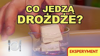 Co jedzą drożdże — Eksperyment — Fermentacja [upl. by Berardo]