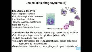 immunité innée partie 2 [upl. by Dedie]