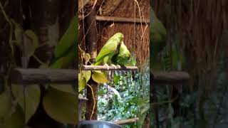 Two Whitefronted Amazons in Croco Cun Zoo 2024 [upl. by Jase]