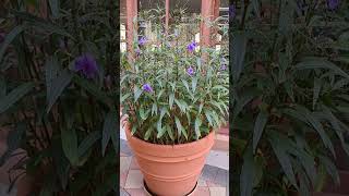 Milkweed plant with beautiful purple flowers milkweed flowers butterfly plants [upl. by Ennaeel643]