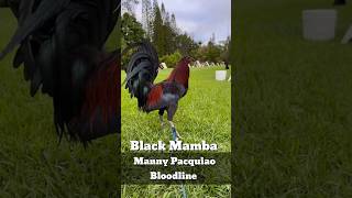 BLack Mamba 4x Winner  Manny Pacquiao Bloodline shortvideo [upl. by Qulllon193]