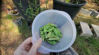 WOW Butter Beans in Containers on Jan 1 2024 [upl. by Sualakcin468]