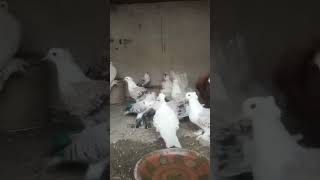 Fansi kabotr or barding kabotr birds abdekhkhudakiakartahai beautiful animals [upl. by Llemaj]