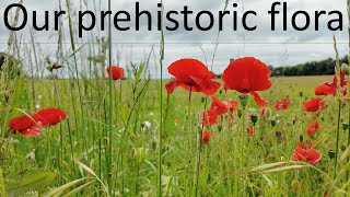 Archaeophytes our prehistoric flora [upl. by Lucienne]