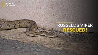 Russell’s Viper Rescued  Snakes SOS Goa’s Wildest  National Geographic [upl. by Eleanor794]