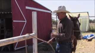 Tips on Tying Your Horse [upl. by Anelec]