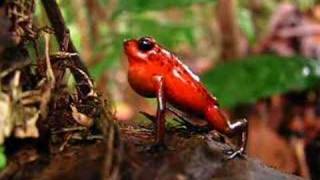 Strawberry poison dart frog Dendrobates pumilio calling in Costa Rica Video [upl. by Inez]