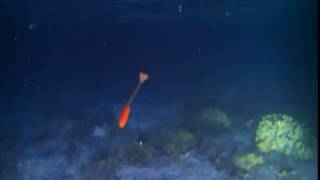 Epitoke of a polychaete at night Maldives [upl. by Kelbee]