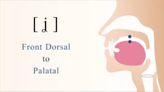 ʝ  voiced dorsal palatal non sibilant fricative [upl. by Eidnil]