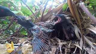 Greater Coucal Bird brings food to feed the babies in their nest P33 birdslover [upl. by Ainala]