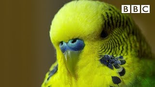 Meet Disco the incredible talking budgie  Pets  Wild at Heart  BBC [upl. by Eromle866]