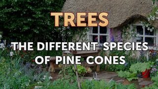 The Different Species of Pine Cones [upl. by Elmer]