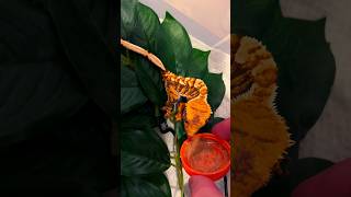 Rare Tiger Crested Gecko feeding [upl. by Aramo]