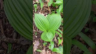 Veratrum Viride plants [upl. by Kape883]