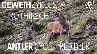 Geweihzyklus beim Rothirsch  Antler cycle red deer red stag  ciclo di corna di cervo [upl. by Bannasch]