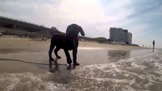 Lab puppys first time at the beach [upl. by Haida798]