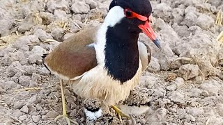 red wattled lapwing natural bird beautiful sound [upl. by Airlee]