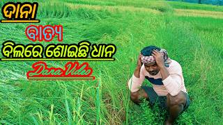 ଦାନା ବାତ୍ଯ ରେ ବିଲରେ ଶୋଇଛି ଧାନ Dana Video Dana Batiya CYCLONE DANAKishanamundavlog [upl. by Sakovich36]