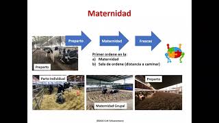 Requerimientos nutricionales preparto y manejo del calostro en vacas lecheras [upl. by Eibbed]