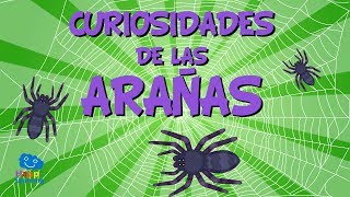 Curiosidades de las Arañas  Videos Educativos para Niños I Happy Learning [upl. by Felicidad]